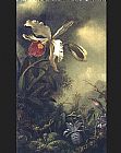 White Orchid and Hummingbird by Martin Johnson Heade